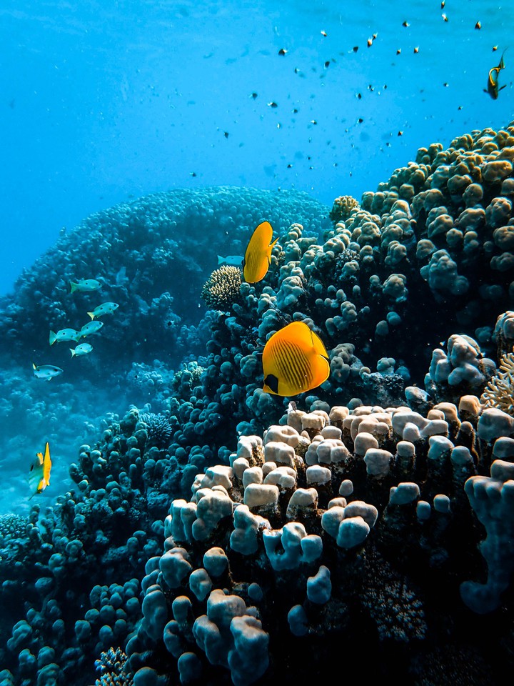 fish