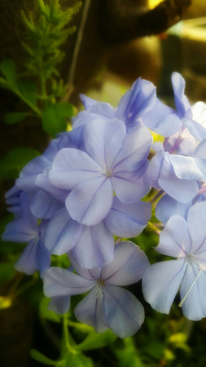 House flowers
