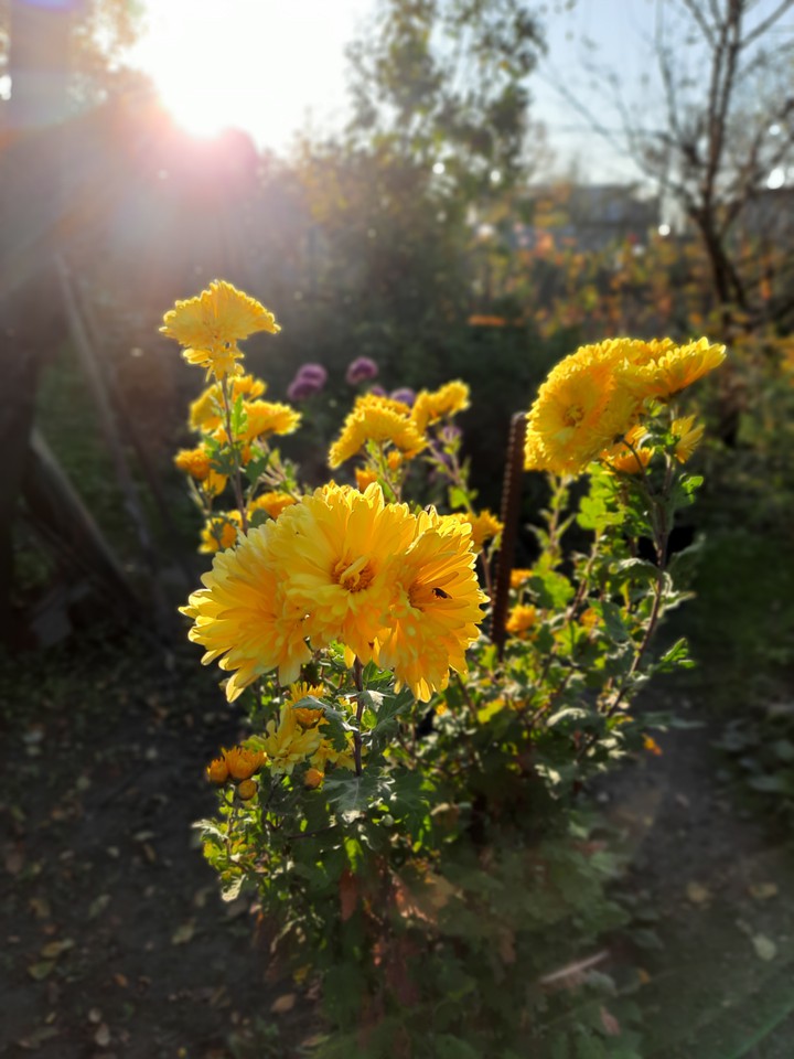 flowers