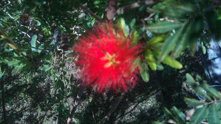 Flor