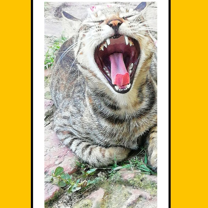 #cat-capture