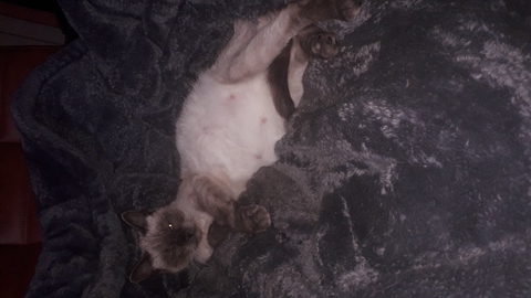 pregnant