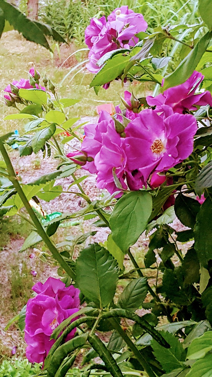 Roses