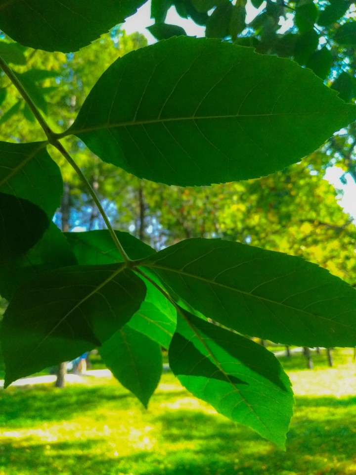 Foliage