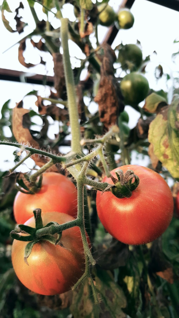 tomato..