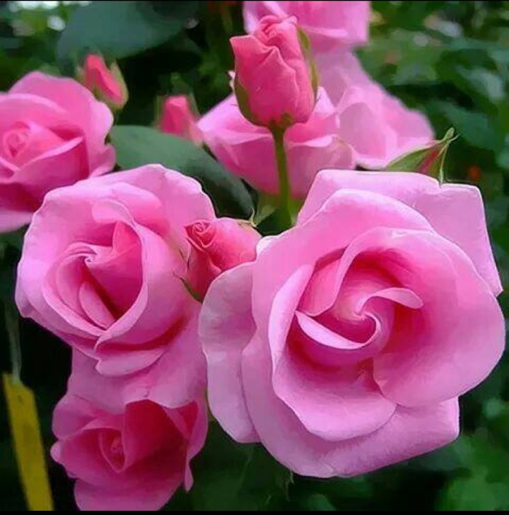 fleurs