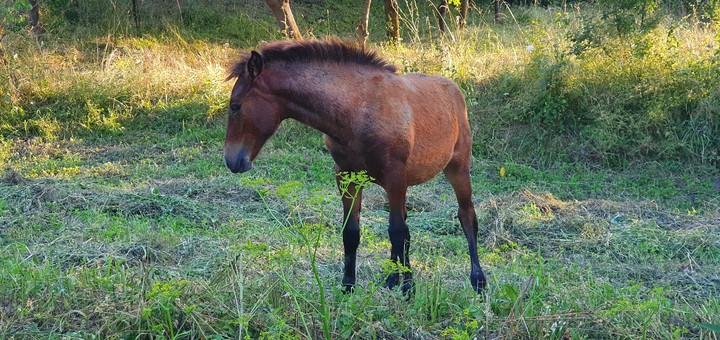 little horse