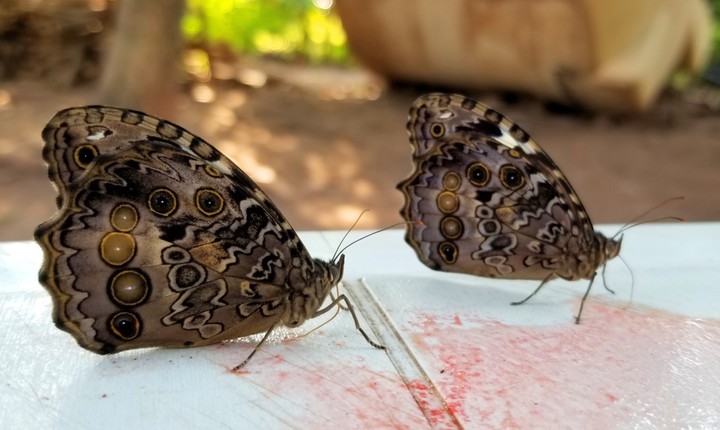 MARIPOSAS GRISES, SAN LORENZO, GRO.