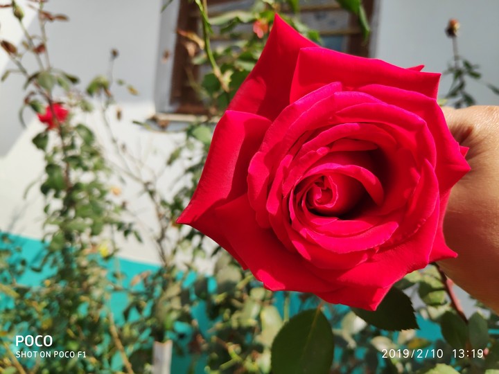 rose