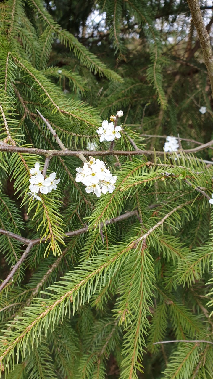 Pine tree