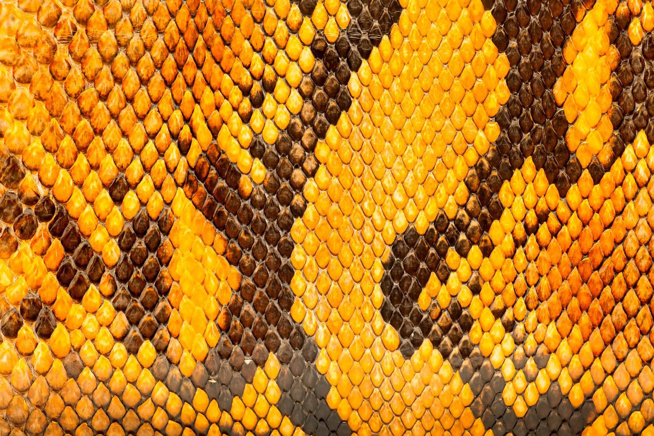 sfondi Beehive, pattern