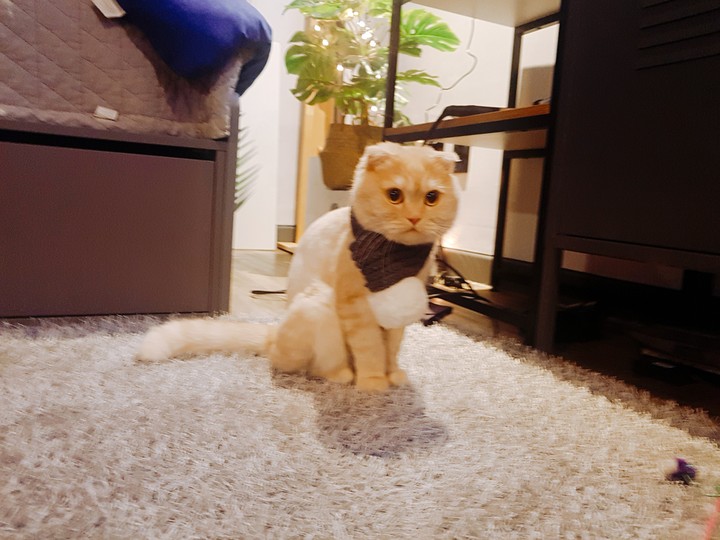 보리