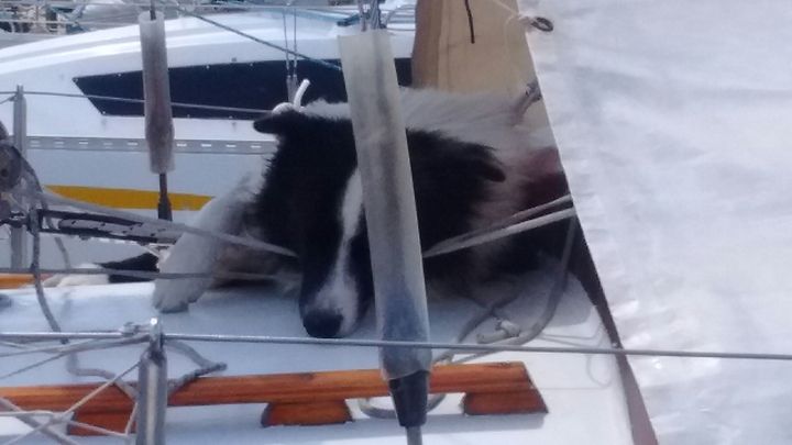 Perro