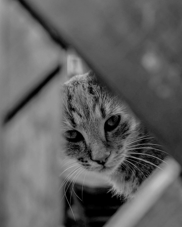 Bnw Cat