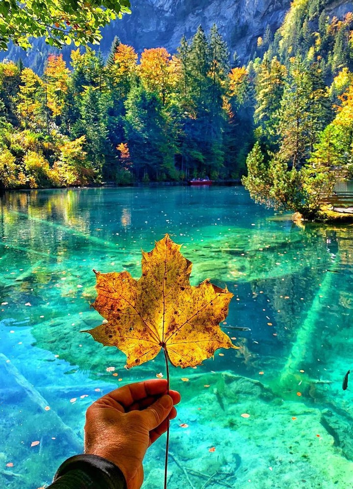 Maple leaf