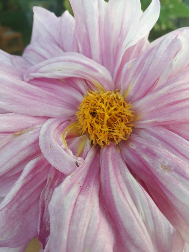 Flor