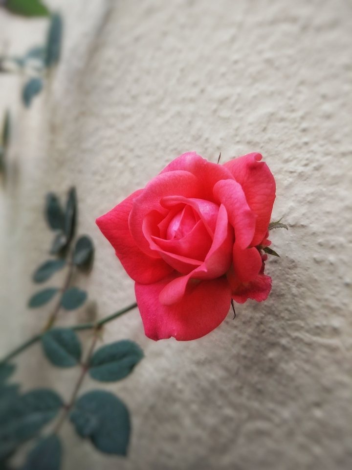 Pink Rose
