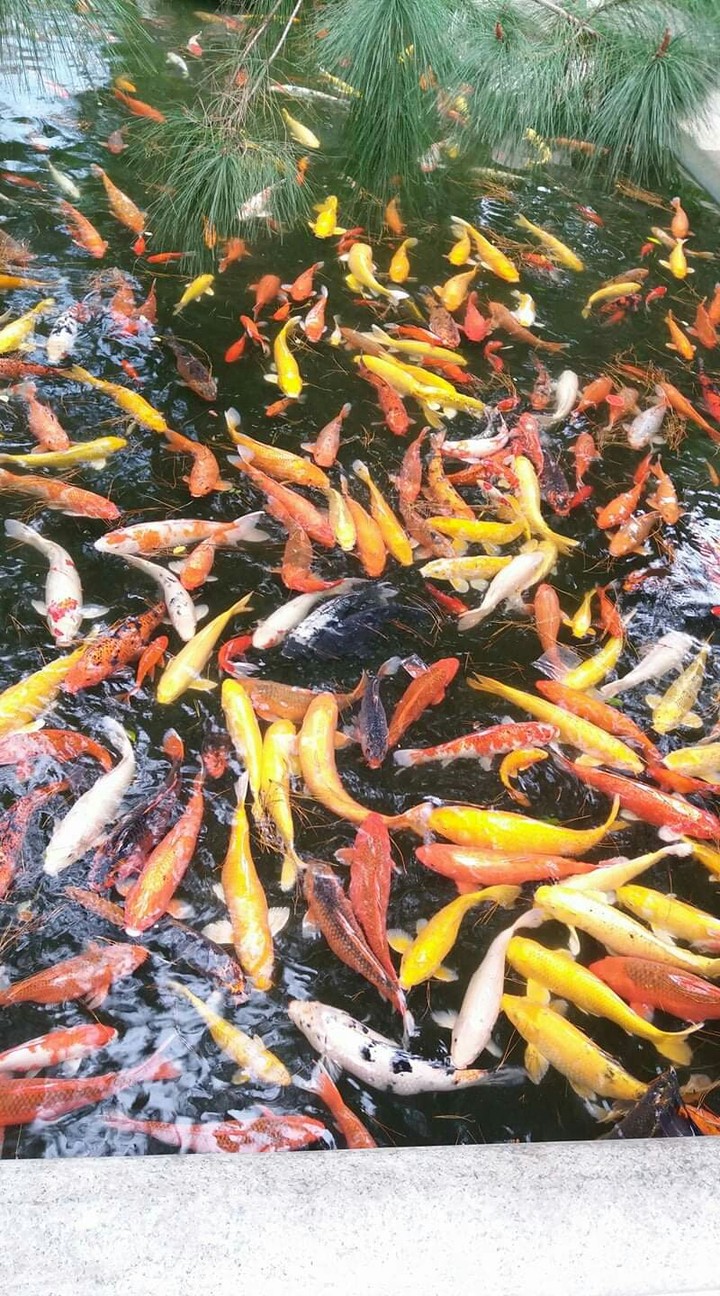 SK~fish