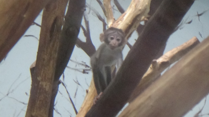 baby monkey