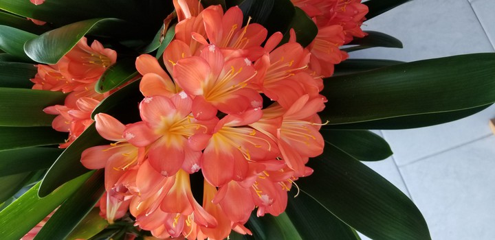 flowers