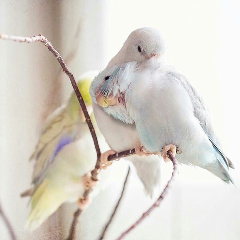 Pássaros ❤