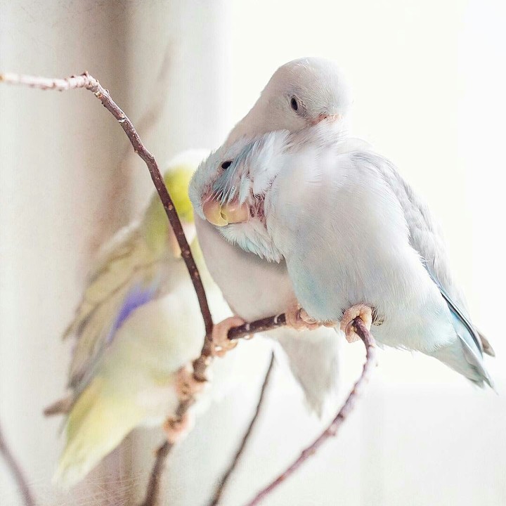 Pássaros ❤