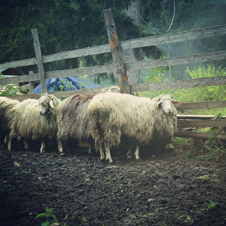 Sheep in Kosovo