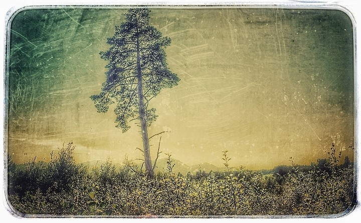The Tree