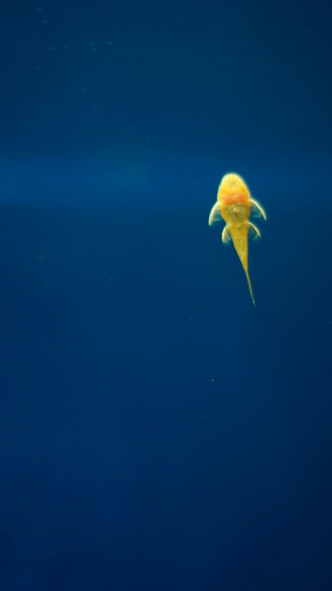 sfondi blue, biology