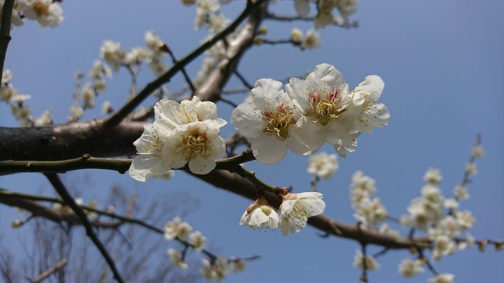 梅