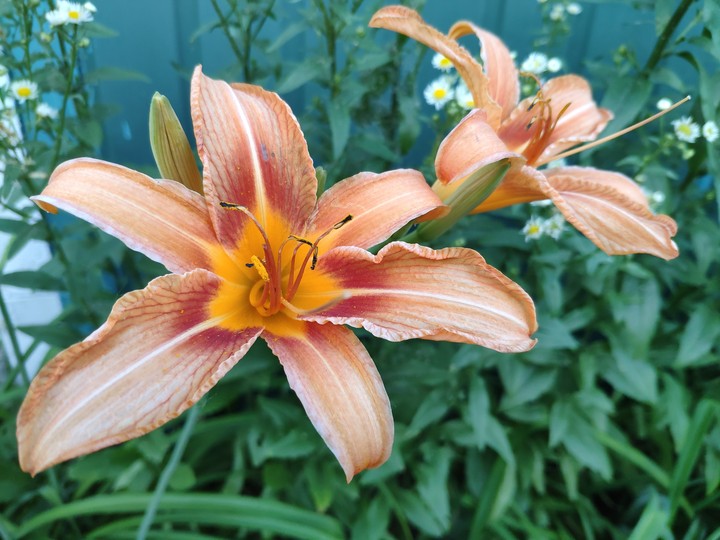 flowers