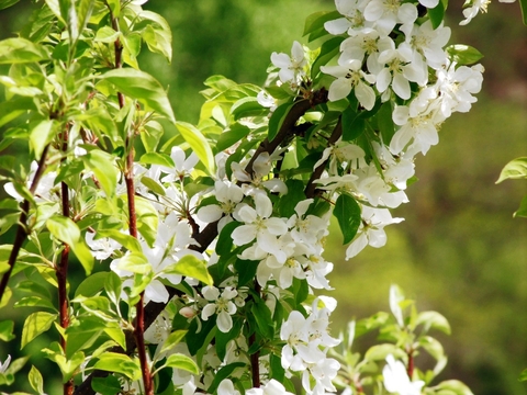 Altai Apple tree