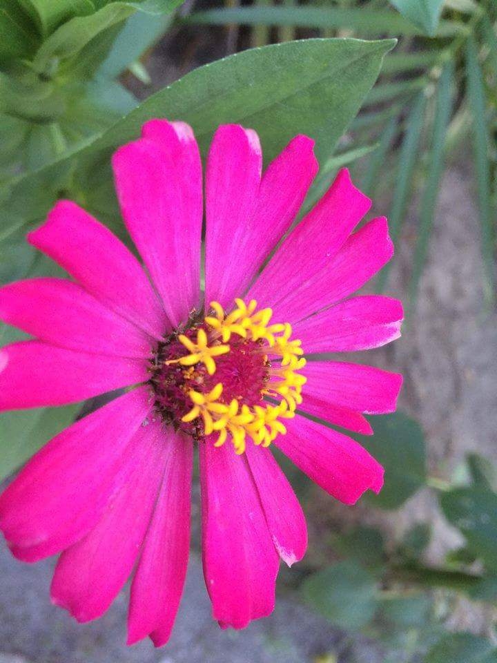 pink flower