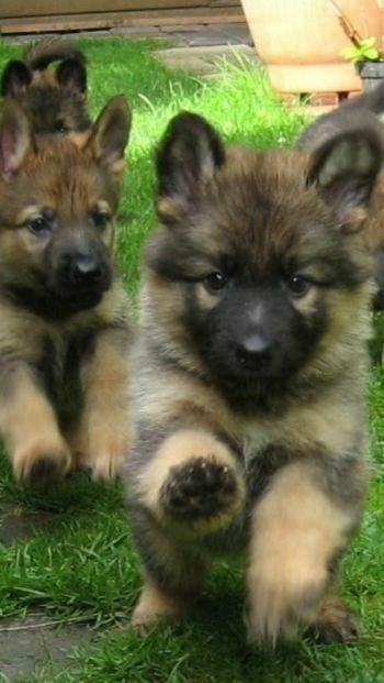 Pup ?.