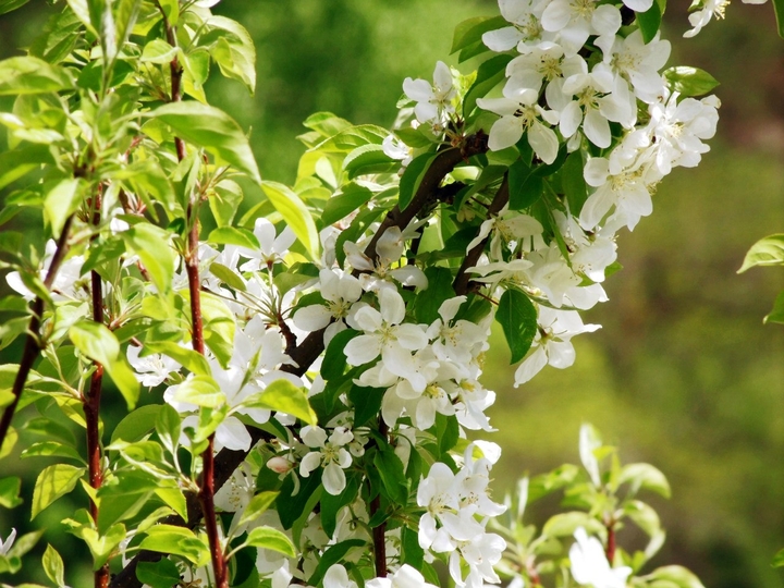 Altai Apple tree
