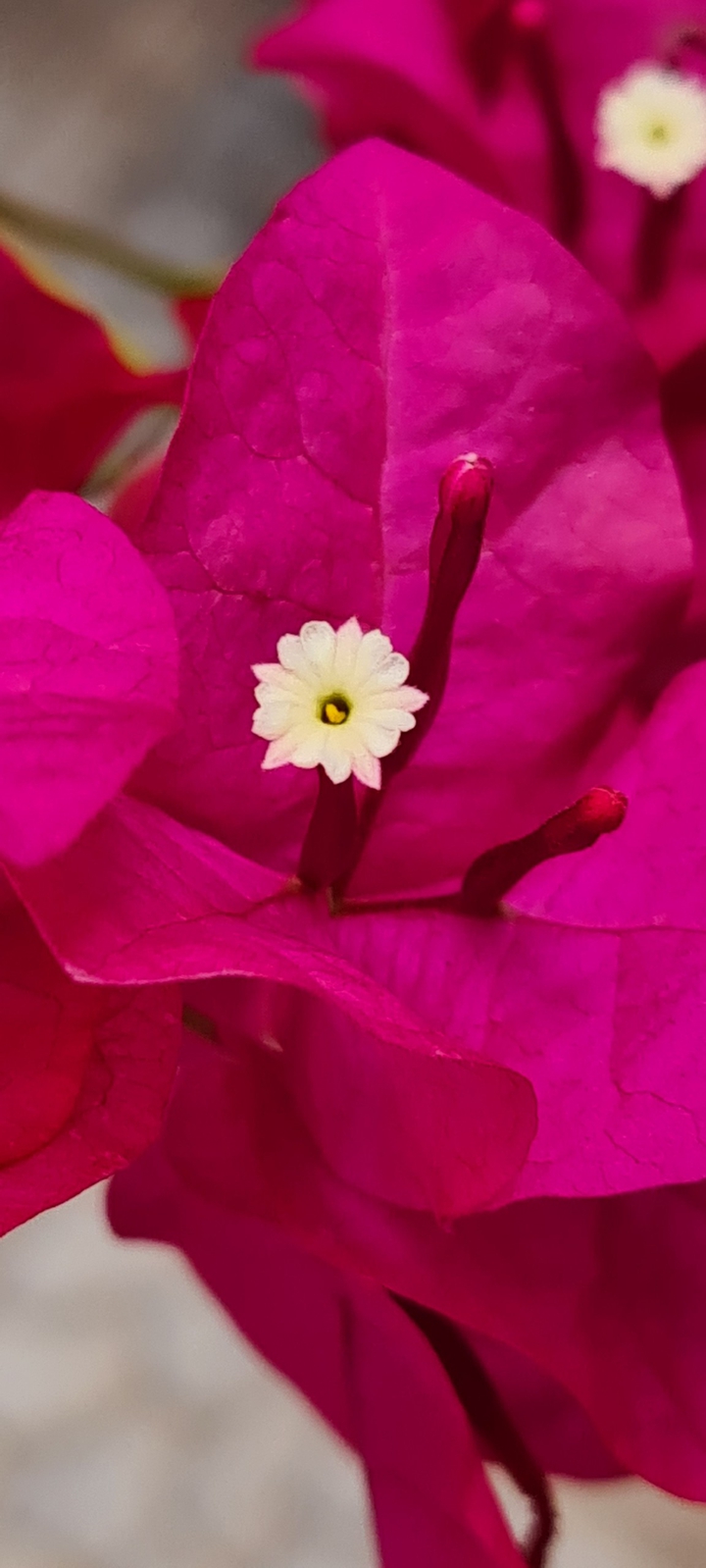 flores