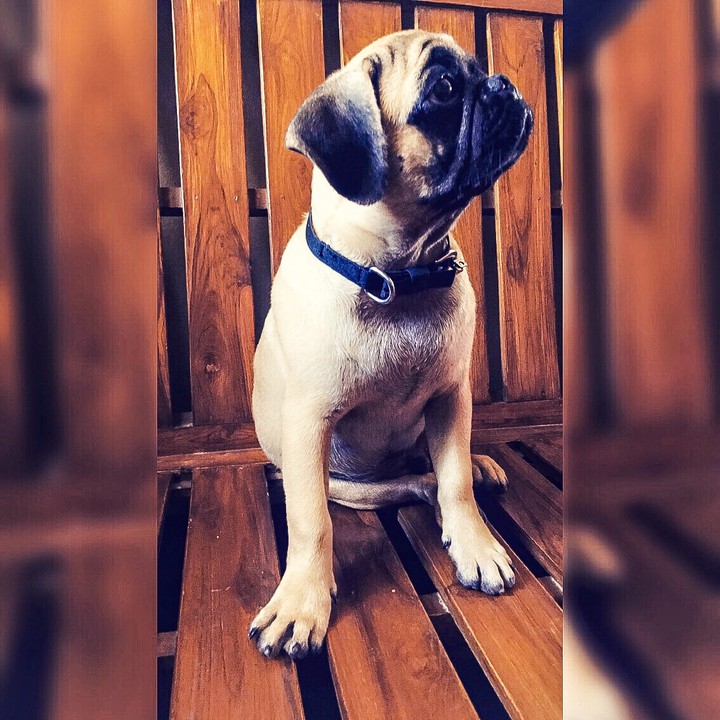 Puggy