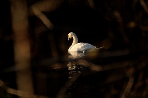 swan