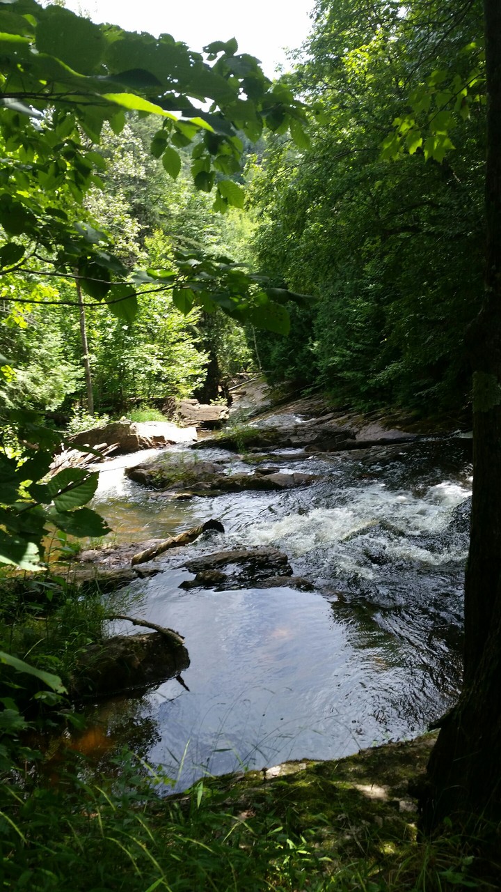 petite rivière au milieu d'un bois