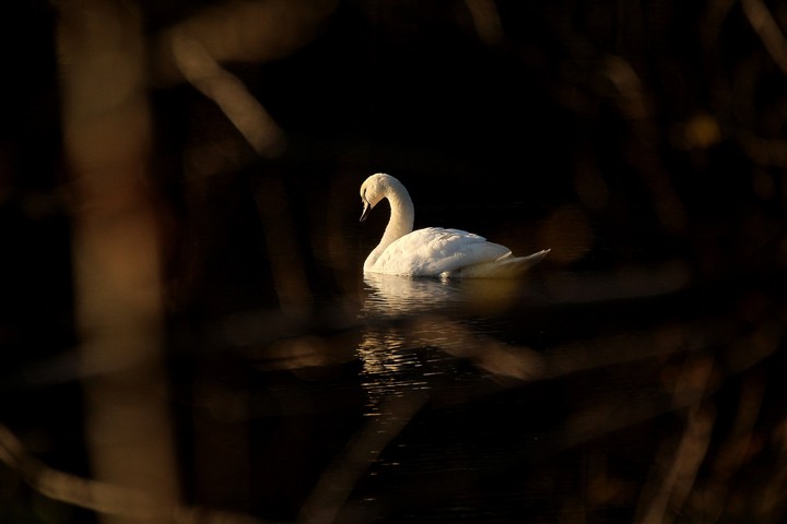 swan