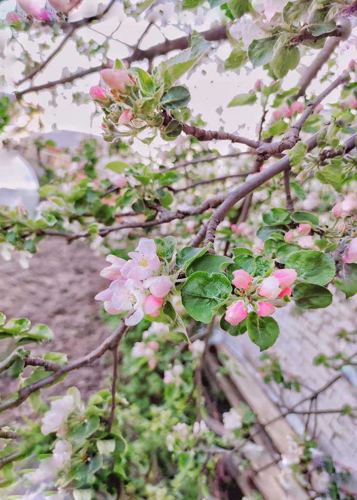 AppleFlower