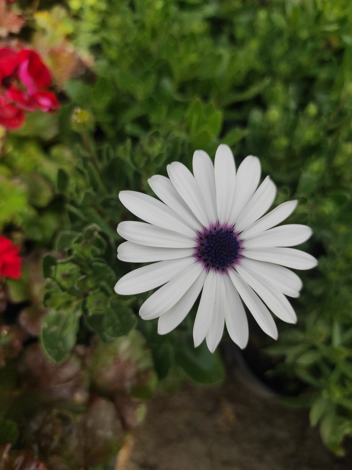 flower
