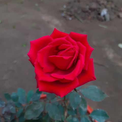 red rose