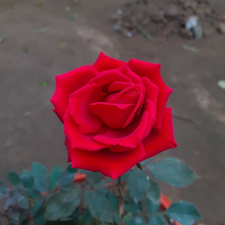 red rose