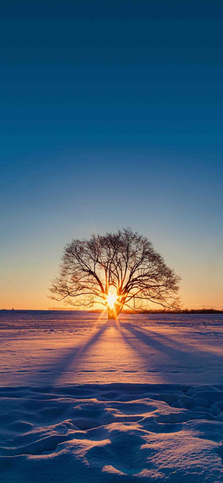 Sun in the tree