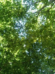 trees