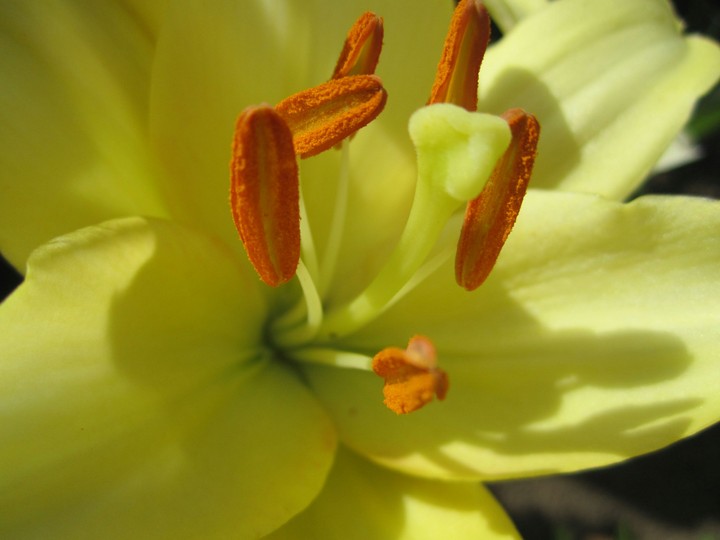 Lily flower