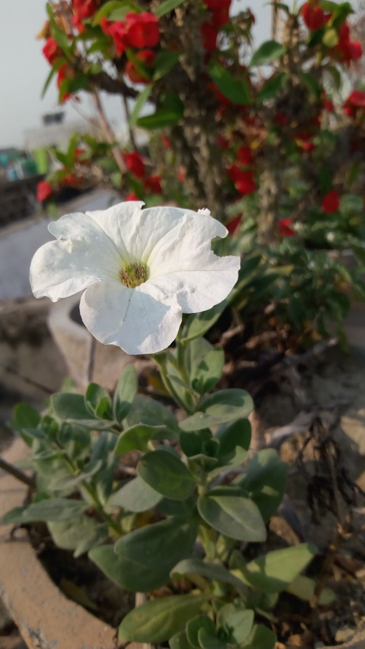 WHITE LILY