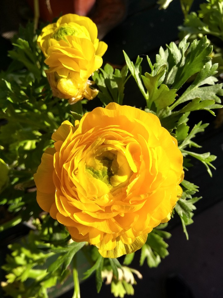 marimonia