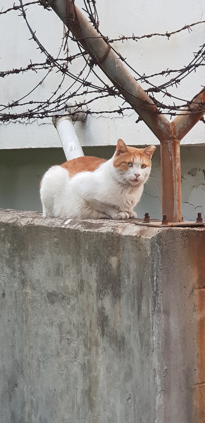 seoul cat sitting